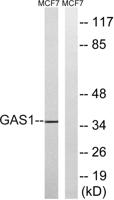 Gas1 Polyclonal Antibody