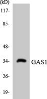 Gas1 Polyclonal Antibody