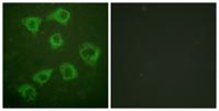 Ksr-1 Polyclonal Antibody