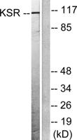 Ksr-1 Polyclonal Antibody