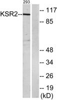 Ksr2 Polyclonal Antibody
