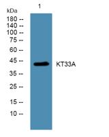 KT33A Polyclonal Antibody