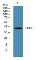 KT33B Polyclonal Antibody