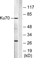 Ku-70 Polyclonal Antibody