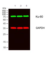 Ku-80 Polyclonal Antibody