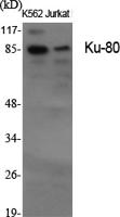Ku-80 Polyclonal Antibody