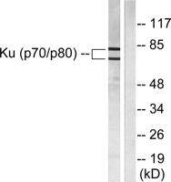 Ku-80 Polyclonal Antibody