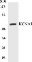 KV1.1 Polyclonal Antibody