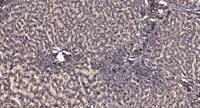 KV1.1 Polyclonal Antibody