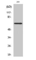 KV1.5 Polyclonal Antibody