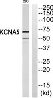 KV1.5 Polyclonal Antibody