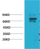 KV1.5 Polyclonal Antibody