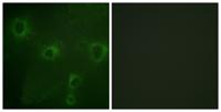 Kv2.1 Polyclonal Antibody