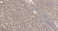KV2.1 Polyclonal Antibody