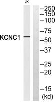 KV3.1 Polyclonal Antibody