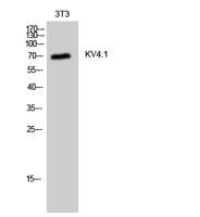 KV4.1 Polyclonal Antibody