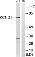KV4.1 Polyclonal Antibody