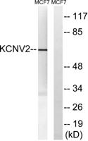KV8.2 Polyclonal Antibody