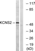 KV9.2 Polyclonal Antibody