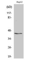 KVβ.3 Polyclonal Antibody
