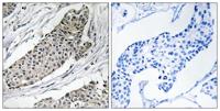 KVβ.3 Polyclonal Antibody