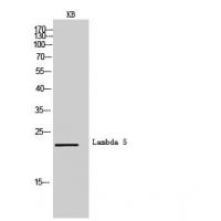 Lambda 5 Polyclonal Antibody