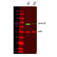 Lamin B1 Polyclonal Antibody