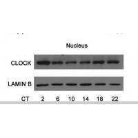 Lamin B1 Polyclonal Antibody