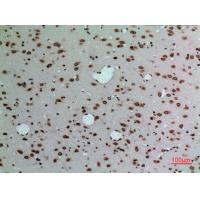 Lamin B1 Polyclonal Antibody