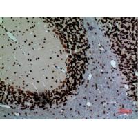 Lamin B1 Polyclonal Antibody