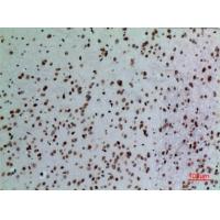 Lamin B1 Polyclonal Antibody