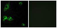 Laminin α-1 Polyclonal Antibody