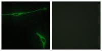 Laminin α-2 Polyclonal Antibody