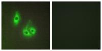 Laminin α-3 Polyclonal Antibody