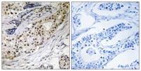 Laminin α-3 Polyclonal Antibody