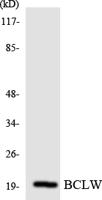 Laminin α-3 Polyclonal Antibody