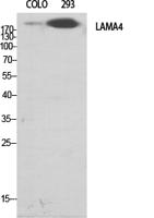 Laminin α-4 Polyclonal Antibody