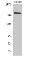 Laminin α-4 Polyclonal Antibody