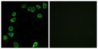 Laminin α-4 Polyclonal Antibody