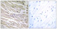 Laminin α-4 Polyclonal Antibody