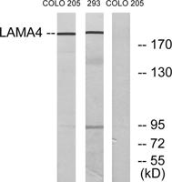 Laminin α-4 Polyclonal Antibody