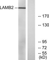 Laminin β-2 Polyclonal Antibody