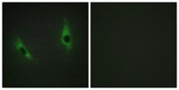 Laminin β-3 Polyclonal Antibody