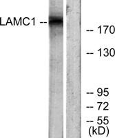 Laminin γ-1 Polyclonal Antibody