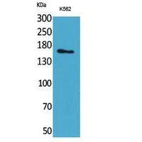 Laminin γ-2 Polyclonal Antibody