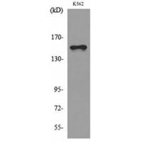 Laminin γ-2 Polyclonal Antibody