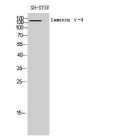 Laminin γ-3 Polyclonal Antibody