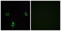 Laminin γ-3 Polyclonal Antibody