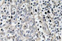 Laminin-R Polyclonal Antibody