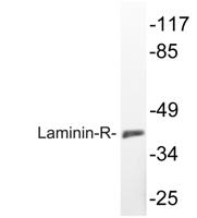 Laminin-R Polyclonal Antibody
